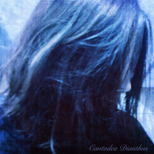 Cantodea Dianthus : Consuelo de Desolación